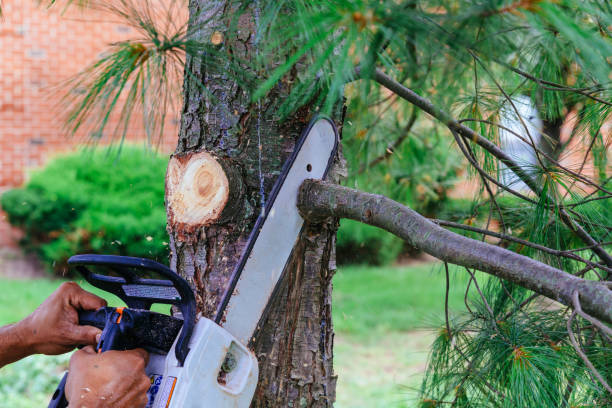 Dead Tree Removal in Sheridan, CA